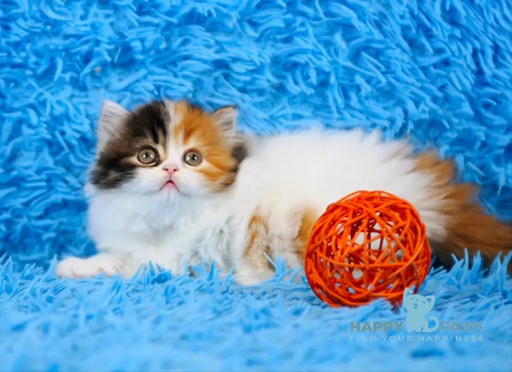 Demi Scottish Straight female black tortie tabby bicolour live animals