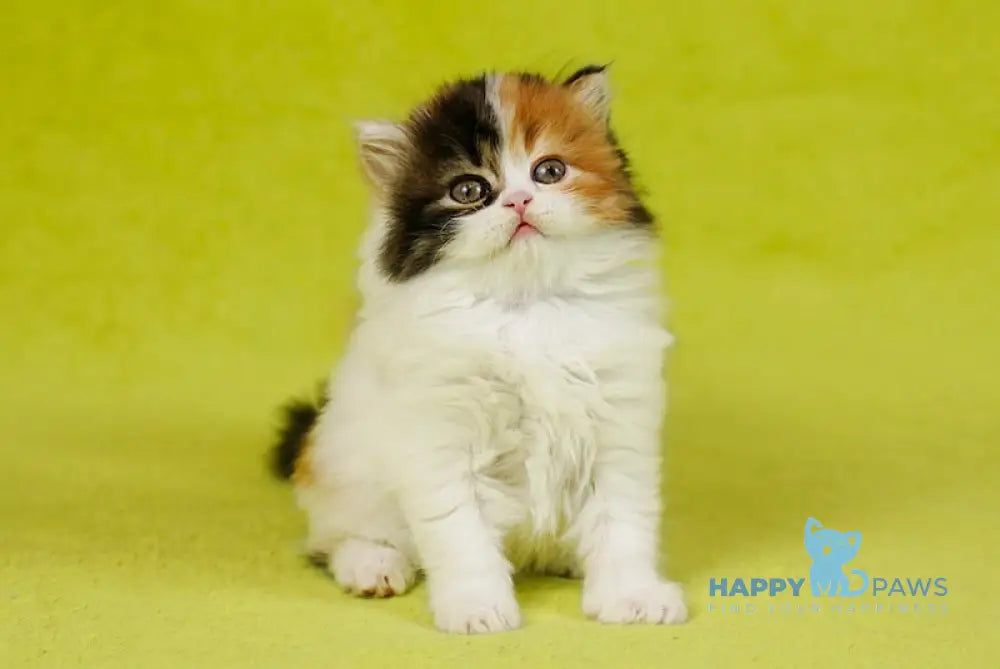 Demi Scottish Straight female black tortie tabby bicolour live animals