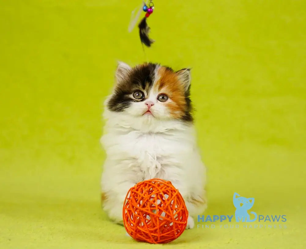 Demi Scottish Straight female black tortie tabby bicolour live animals