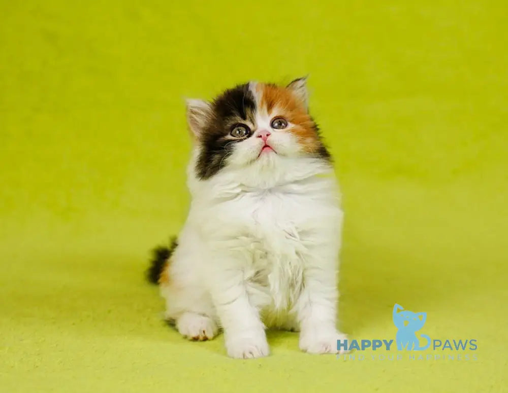 Demi Scottish Straight female black tortie tabby bicolour live animals
