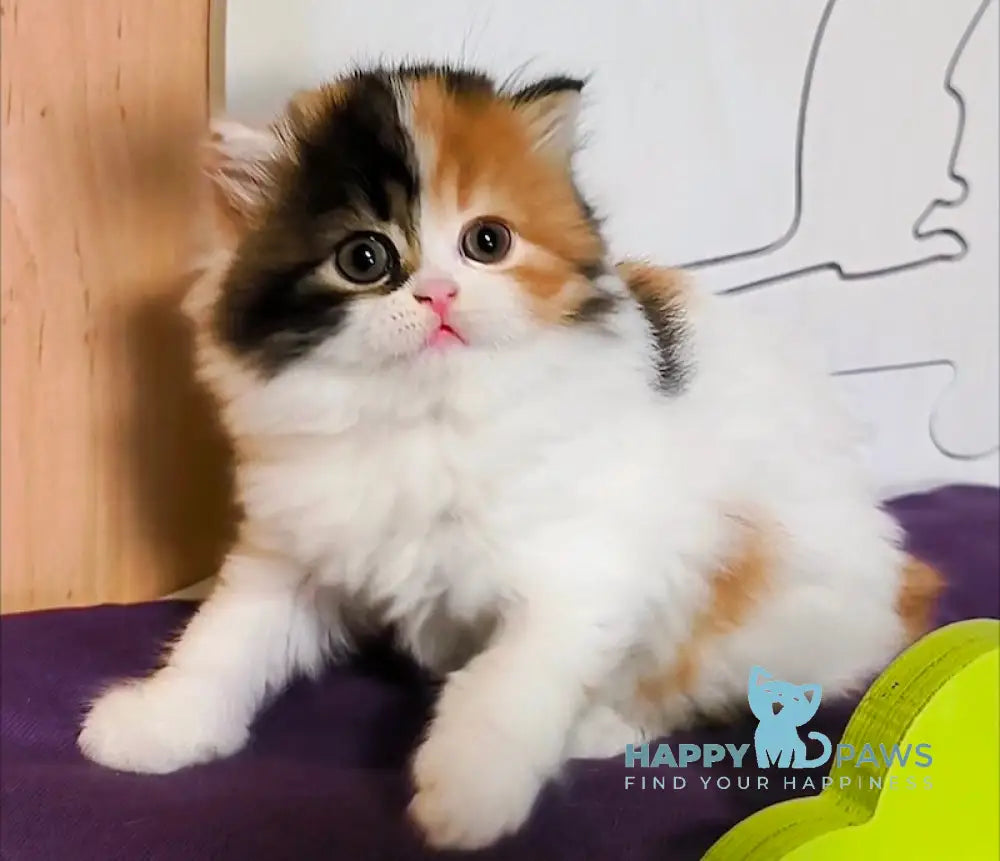 Demi Scottish Straight female black tortie tabby bicolour live animals