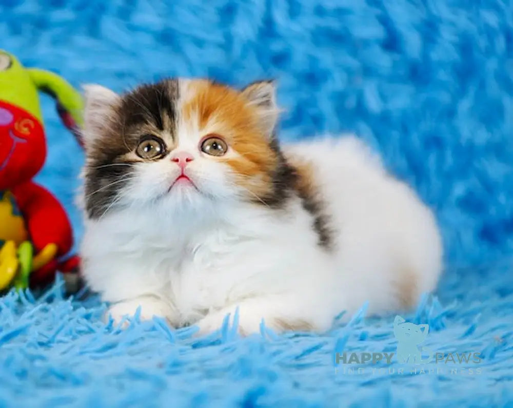 Demi Scottish Straight female black tortie tabby bicolour live animals