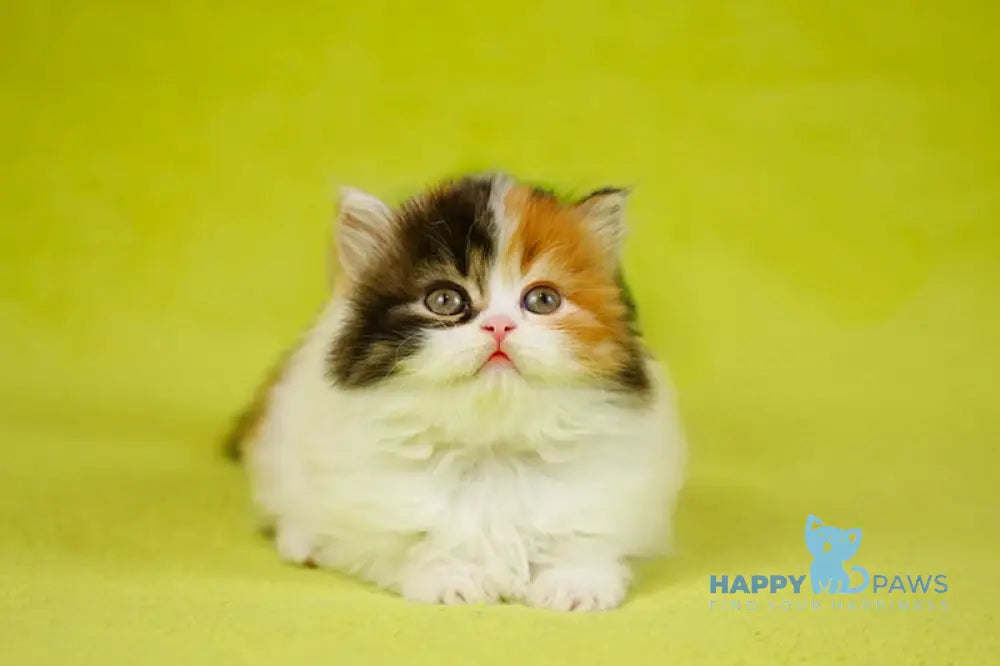 Demi Scottish Straight female black tortie tabby bicolour live animals