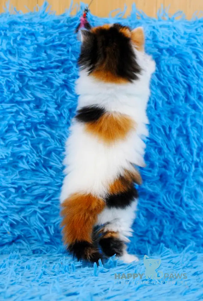 Demi Scottish Straight female black tortie tabby bicolour live animals