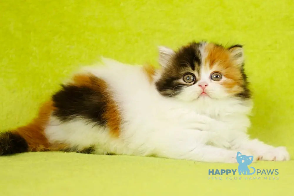 Demi Scottish Straight female black tortie tabby bicolour live animals