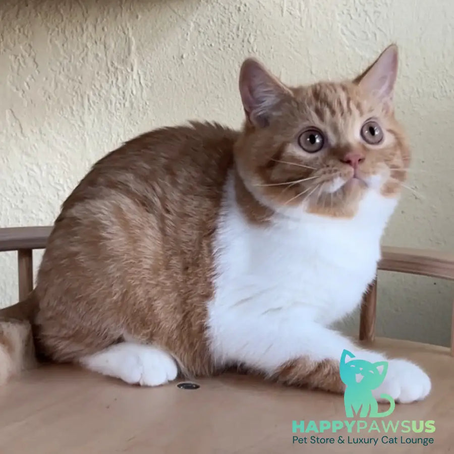 Demian British Shorthair male red bicolour - live animals