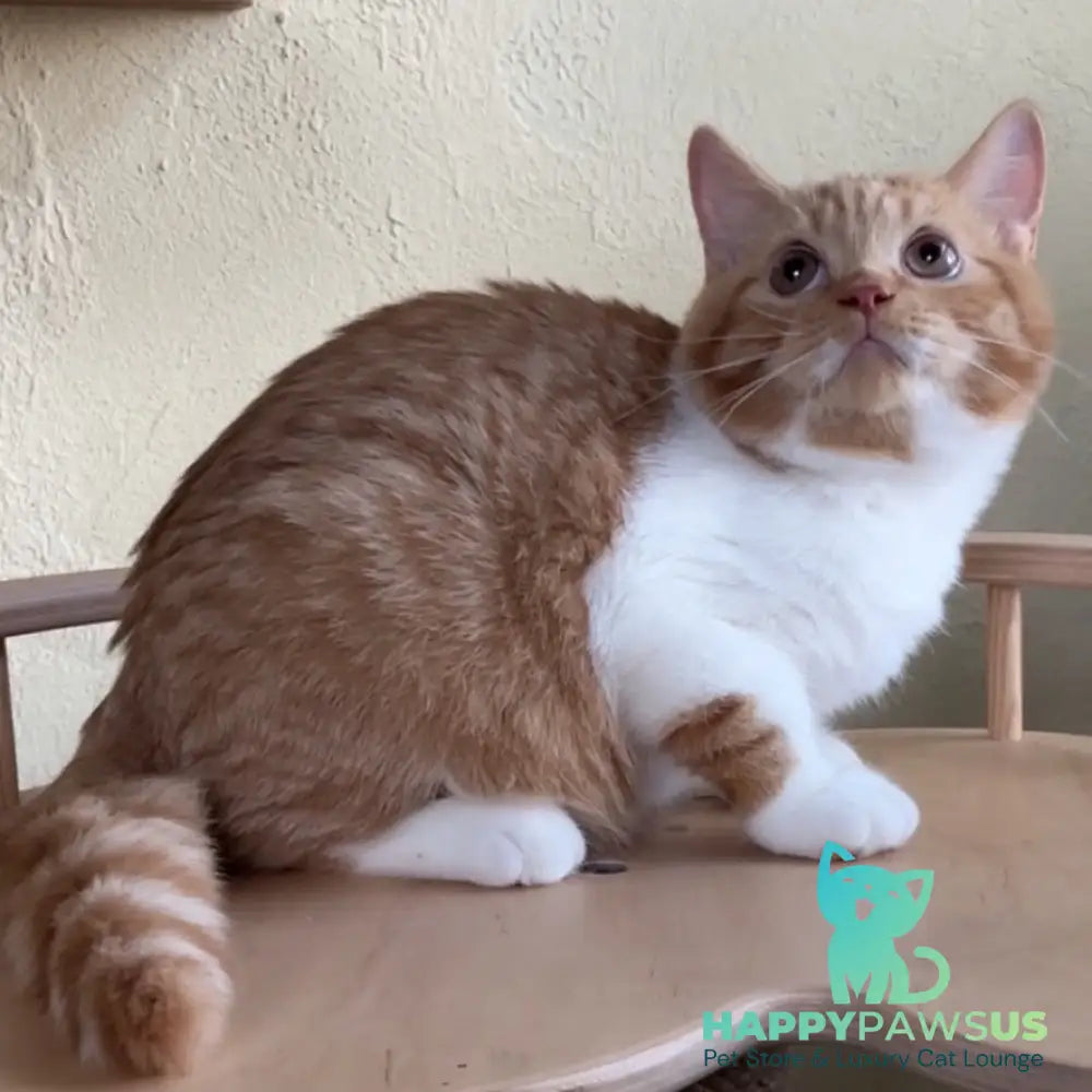 Demian British Shorthair male red bicolour - live animals