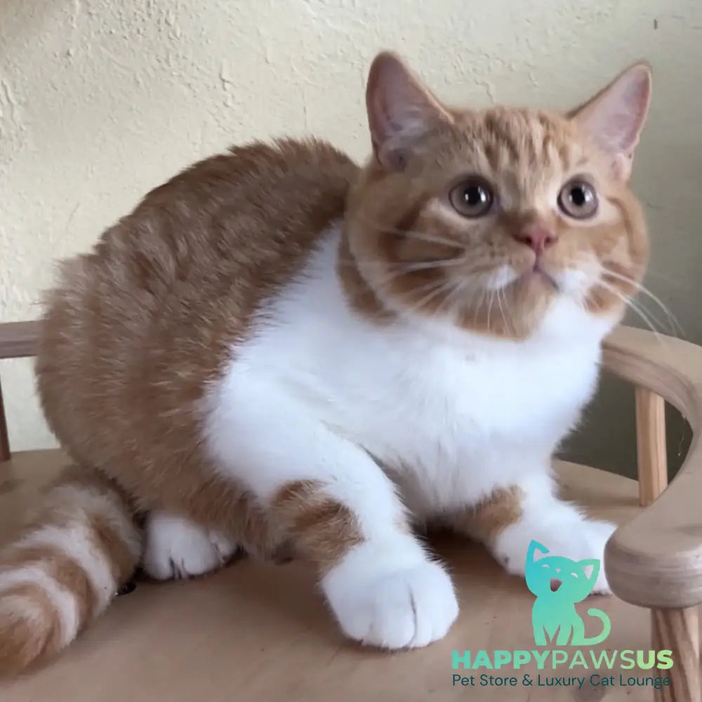 Demian British Shorthair male red bicolour - live animals
