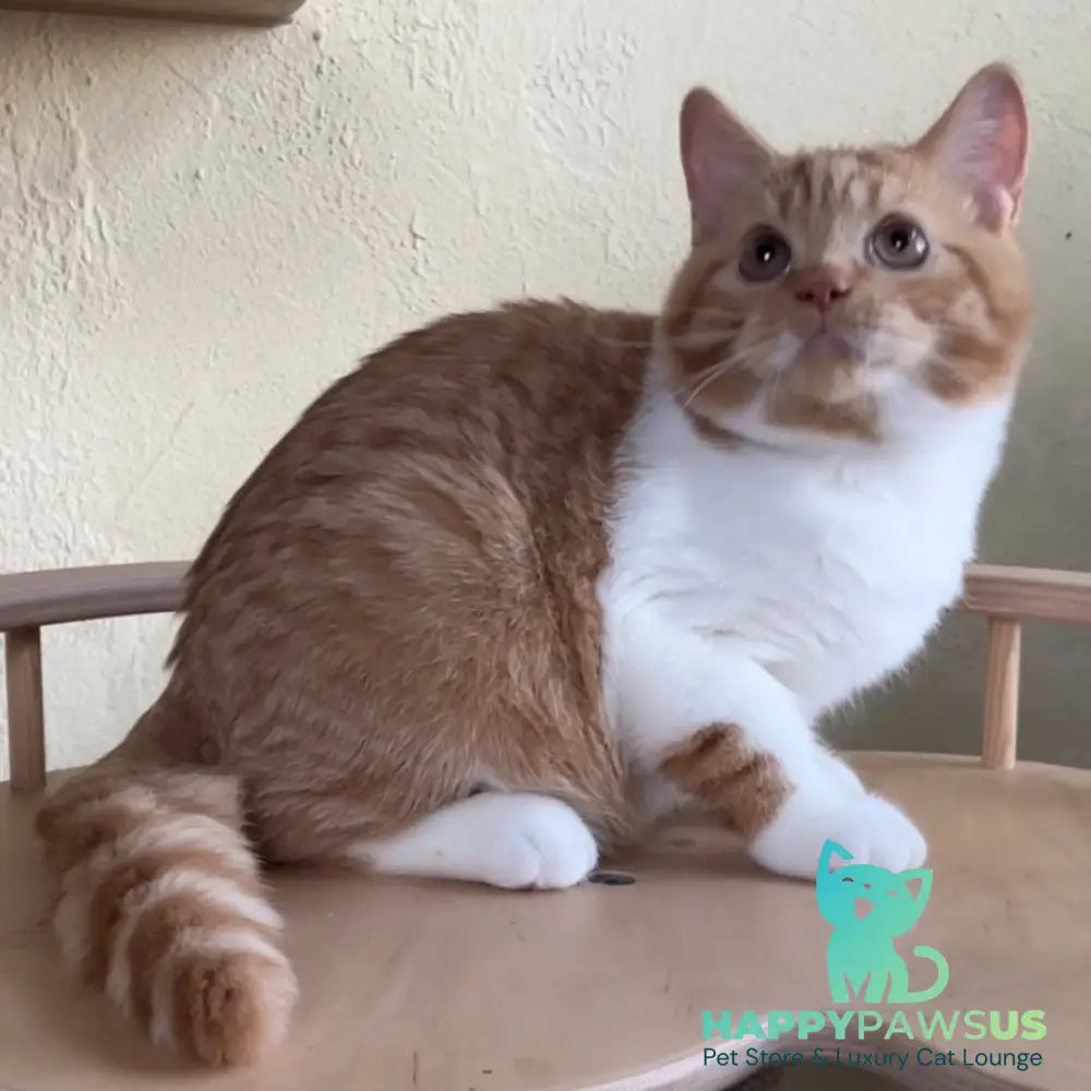 Demian British Shorthair male red bicolour - live animals