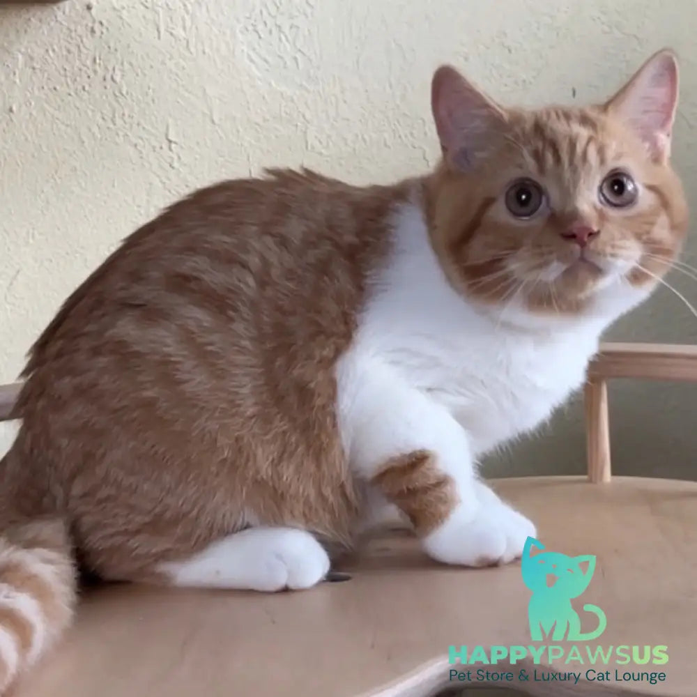 Demian British Shorthair male red bicolour - live animals