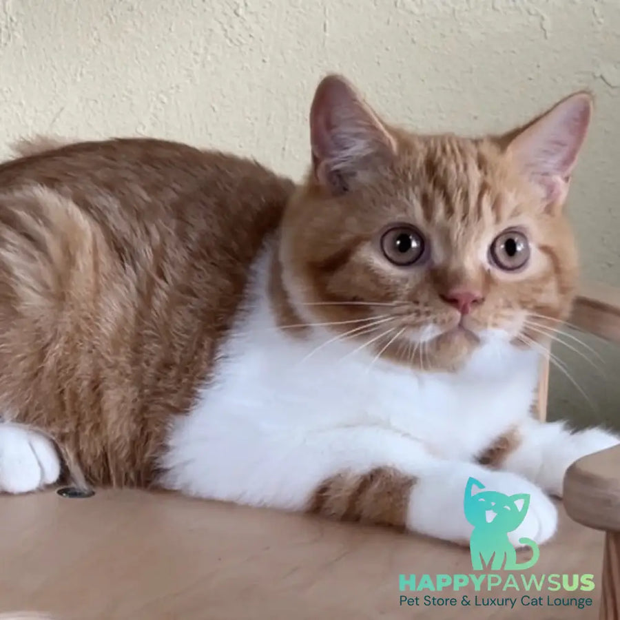 Demian British Shorthair male red bicolour - live animals