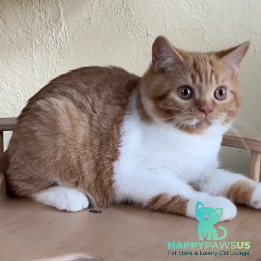 Demian British Shorthair male red bicolour - live animals