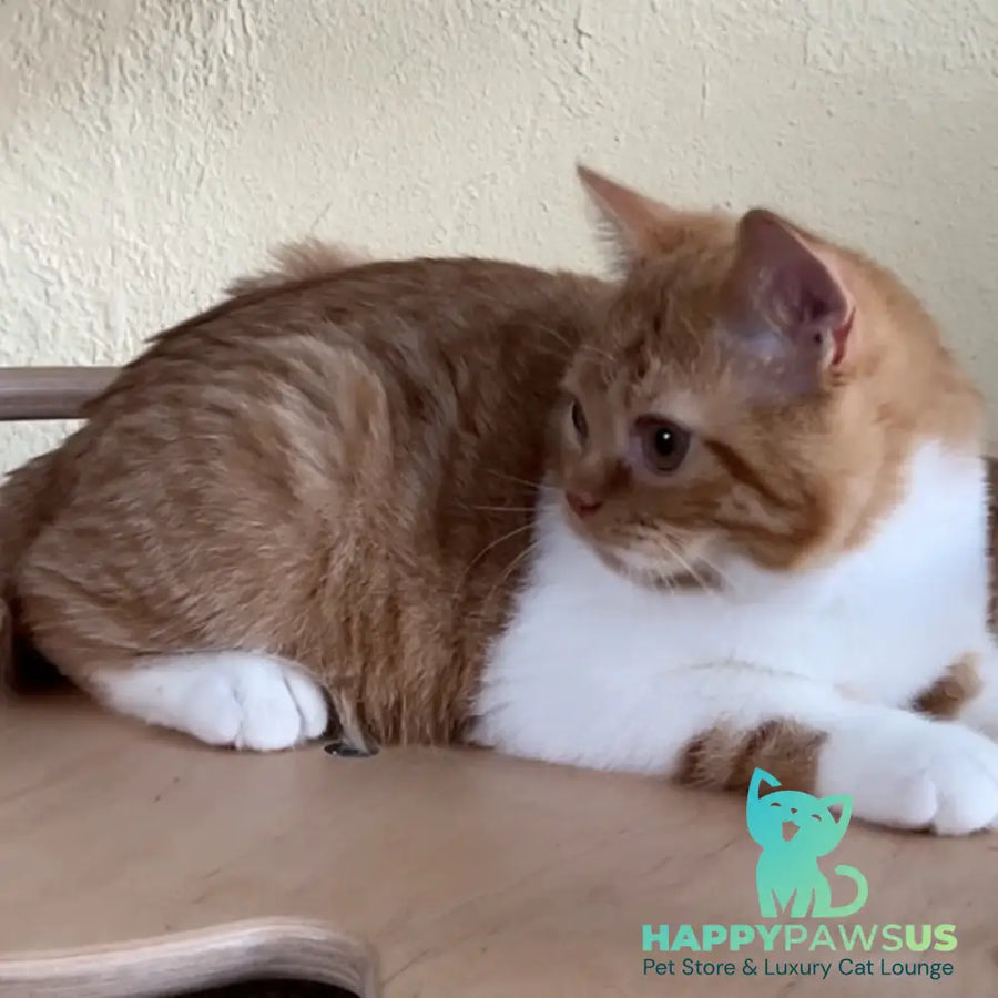 Demian British Shorthair male red bicolour - live animals