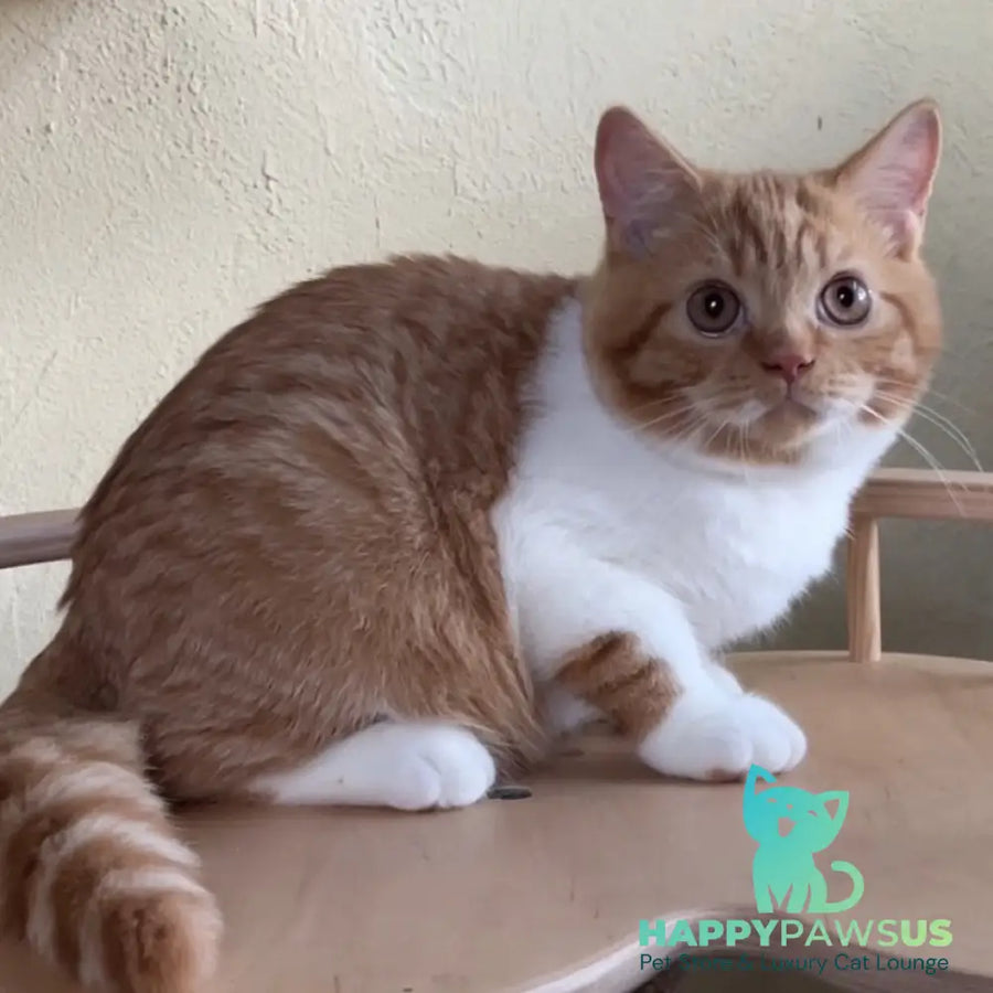 Demian British Shorthair male red bicolour - live animals