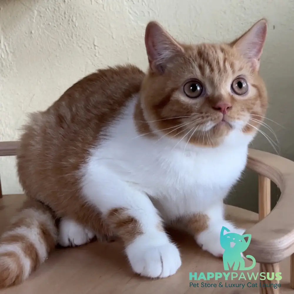 Demian British Shorthair male red bicolour - live animals