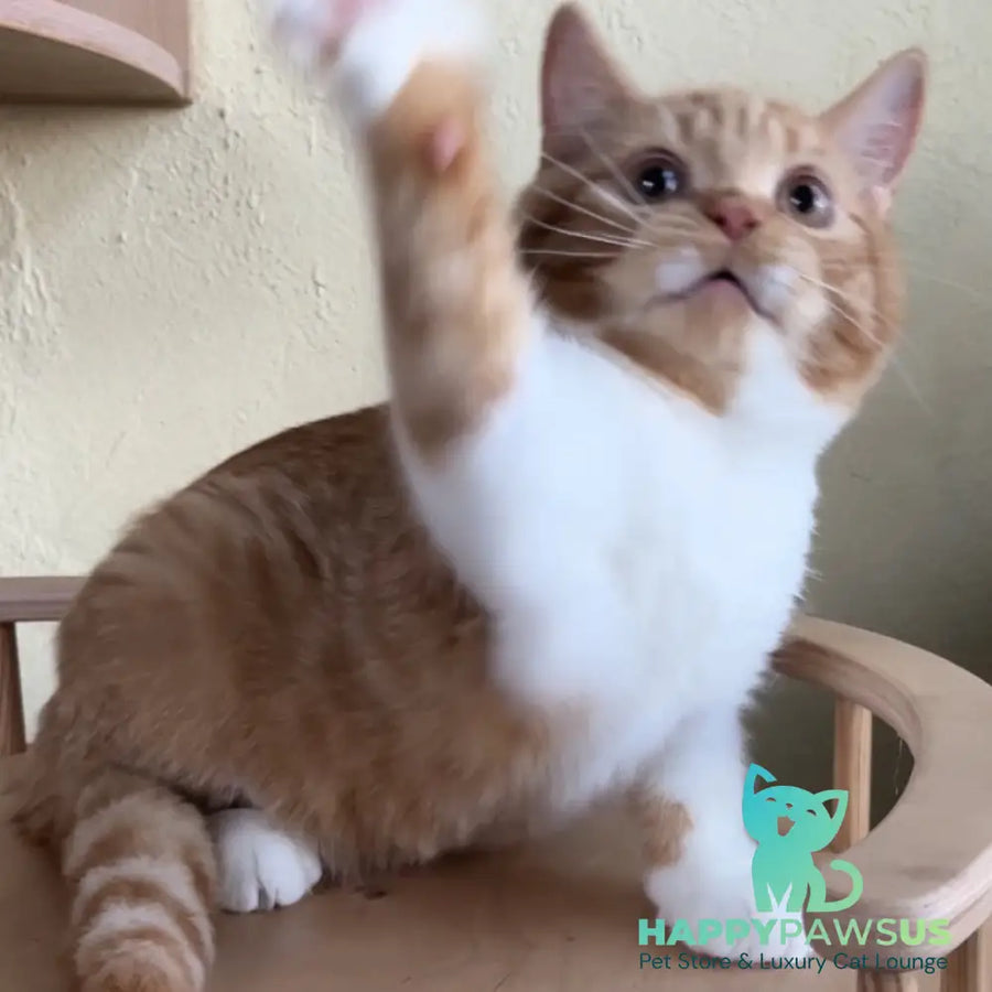 Demian British Shorthair male red bicolour - live animals