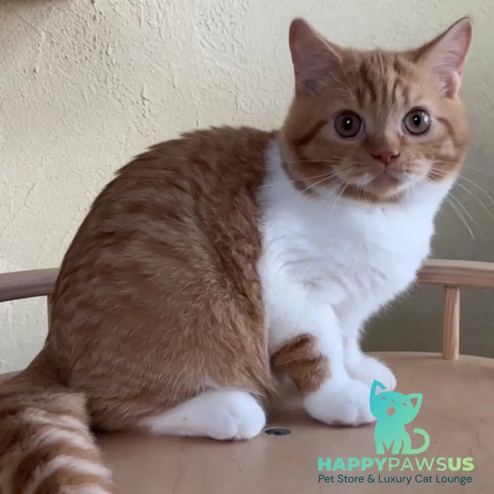 Demian British Shorthair male red bicolour - live animals