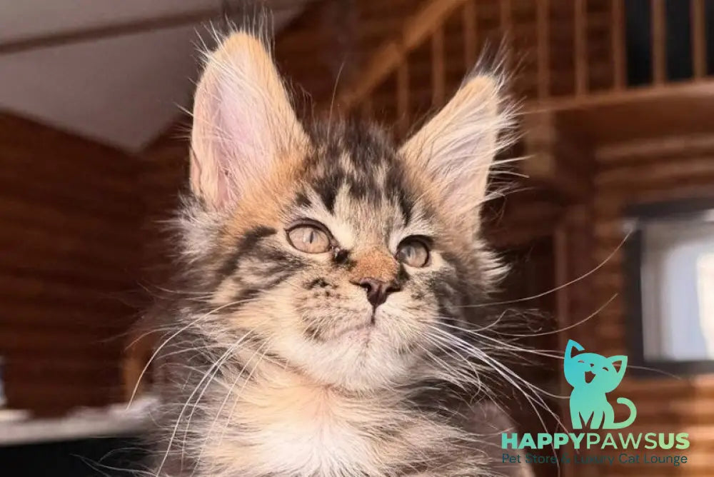 Demir Maine Coon male black tabby - live animals