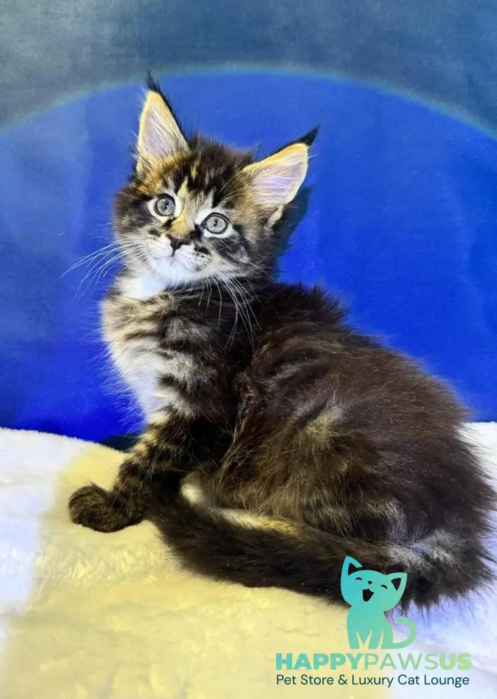 Demir Maine Coon male black tabby - live animals