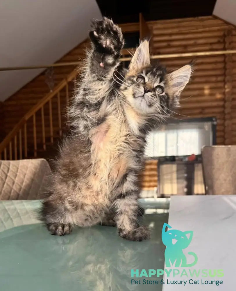 Demir Maine Coon male black tabby - live animals