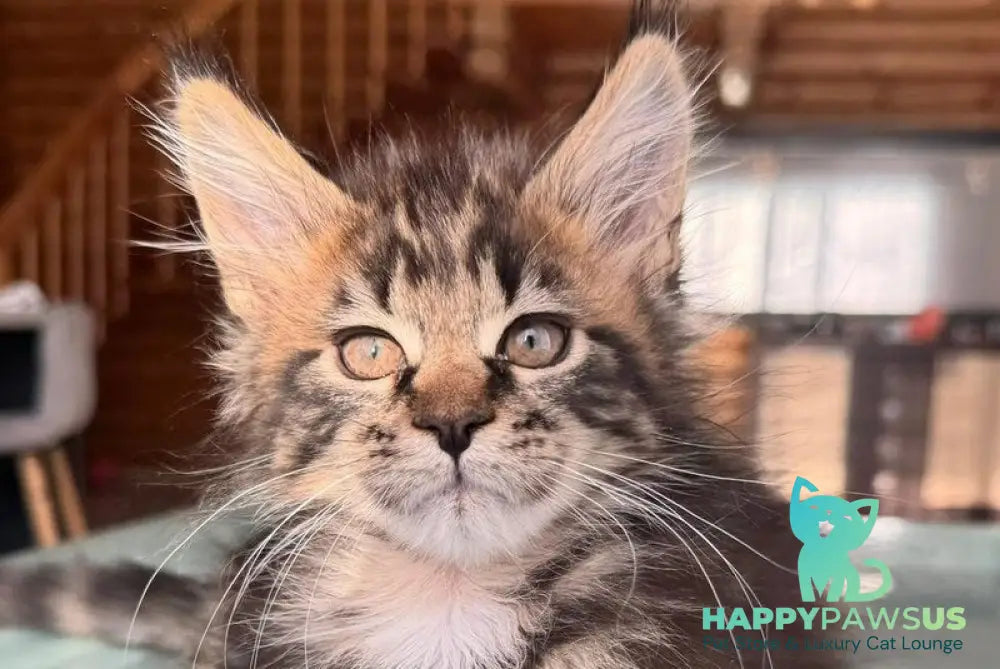 Demir Maine Coon male black tabby - live animals