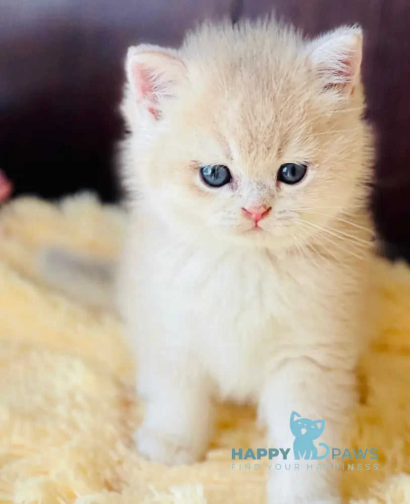 Demis Scottish Straight male blue golden shaded live animals