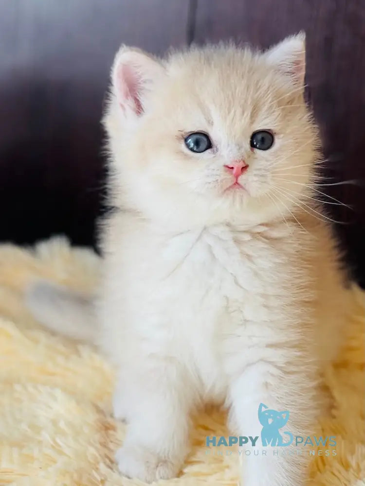 Demis Scottish Straight male blue golden shaded live animals