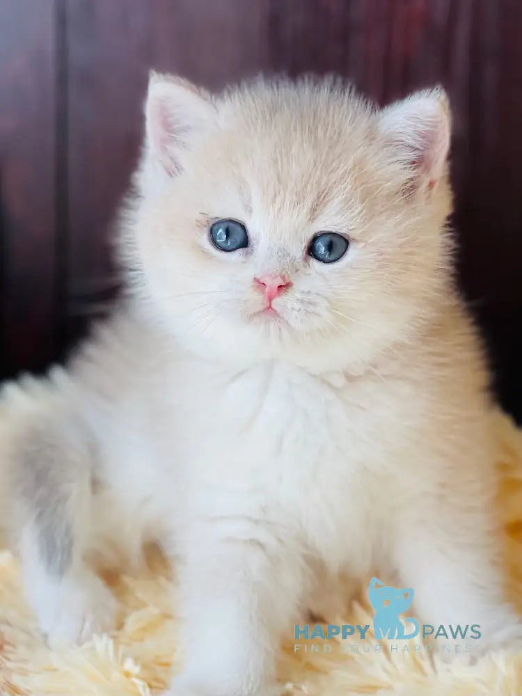 Demis Scottish Straight male blue golden shaded live animals