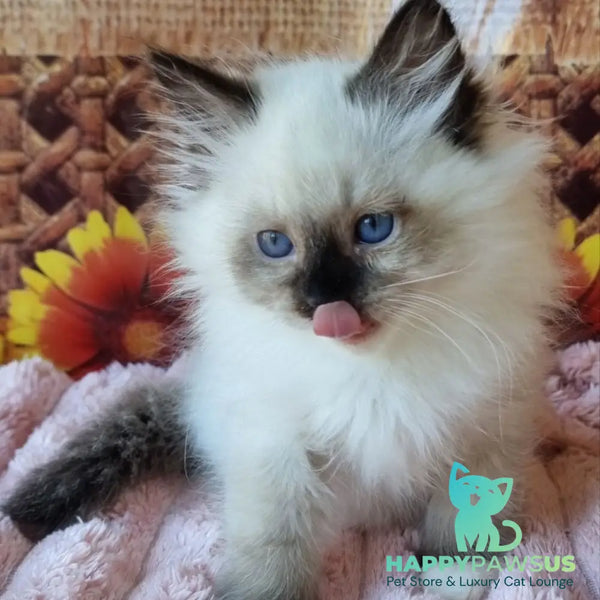 Demyan Siberian male black pointed with white - live animals