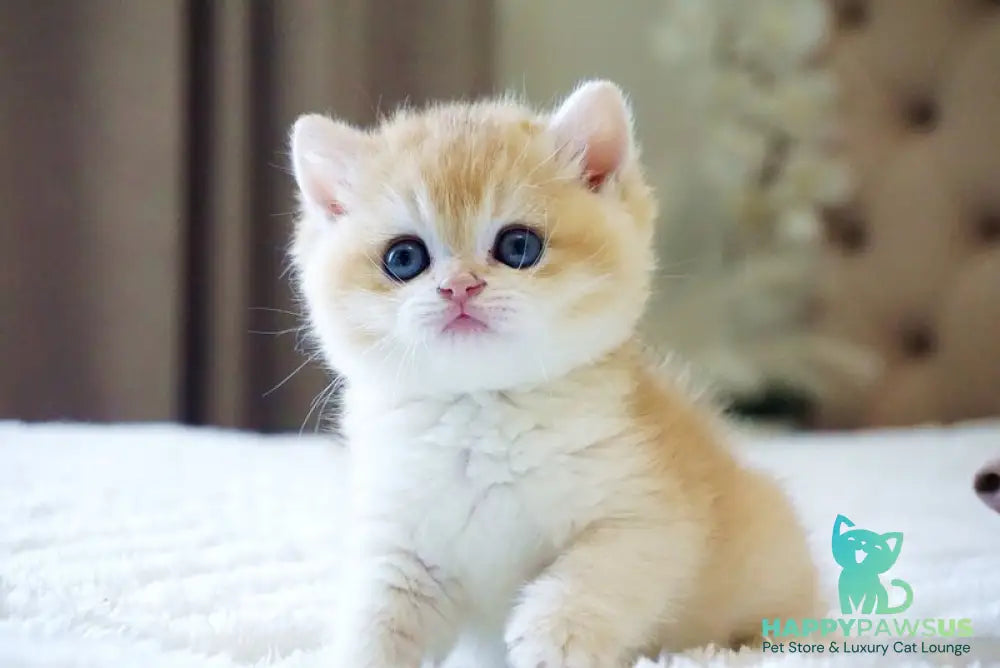 Den British Shorthair male black golden chinchilla - live animals