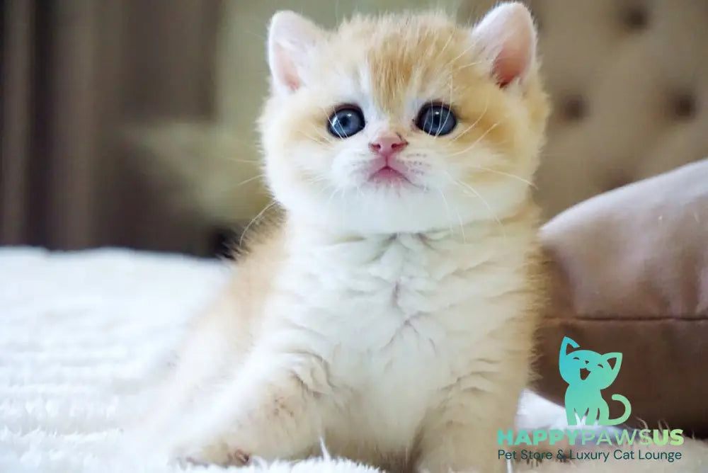 Den British Shorthair male black golden chinchilla - live animals