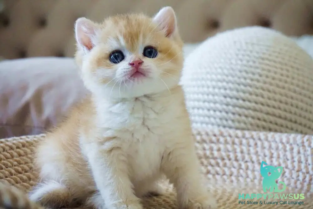 Den British Shorthair male black golden chinchilla - live animals