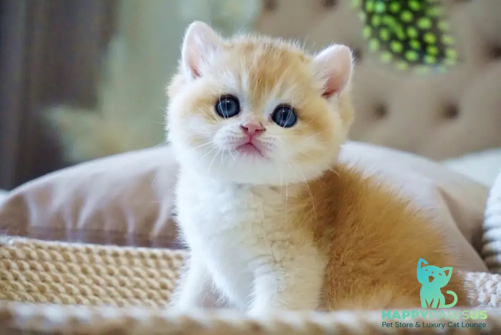 Den British Shorthair male black golden chinchilla - live animals