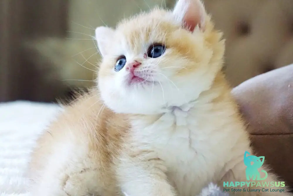 Den British Shorthair male black golden chinchilla - live animals