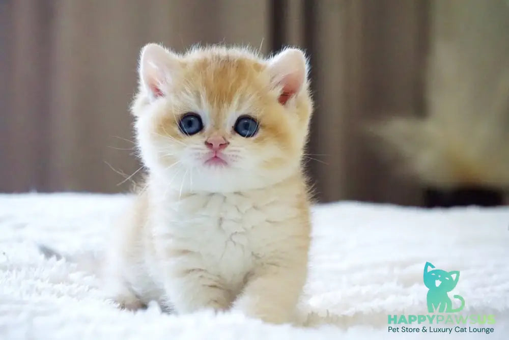 Den British Shorthair male black golden chinchilla - live animals