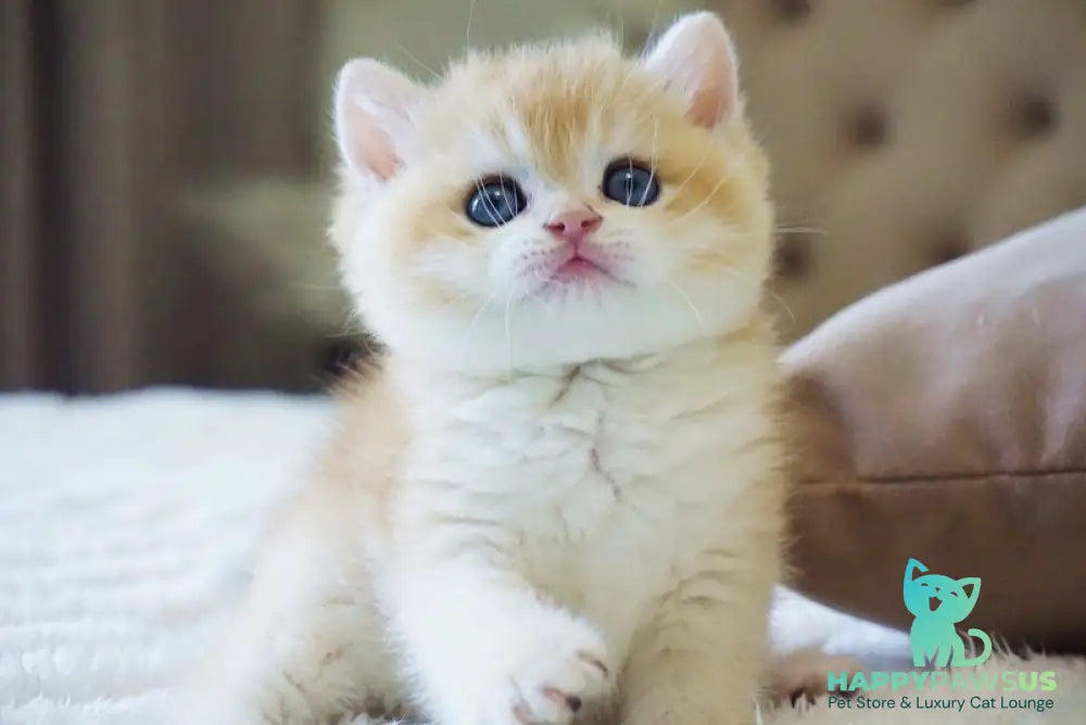 Den British Shorthair male black golden chinchilla - live animals