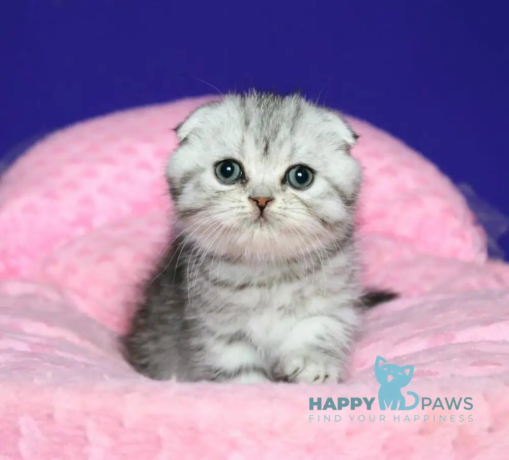 Den Scottish Fold male black silver spotted tabby live animals