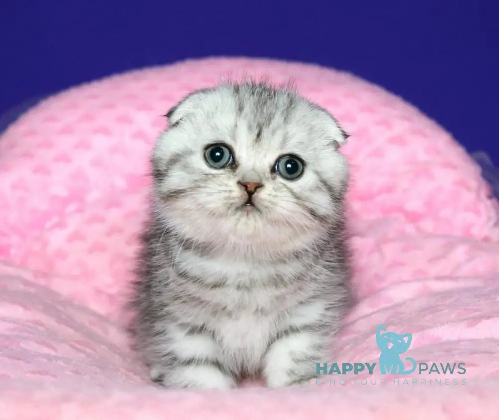 Den Scottish Fold male black silver spotted tabby live animals