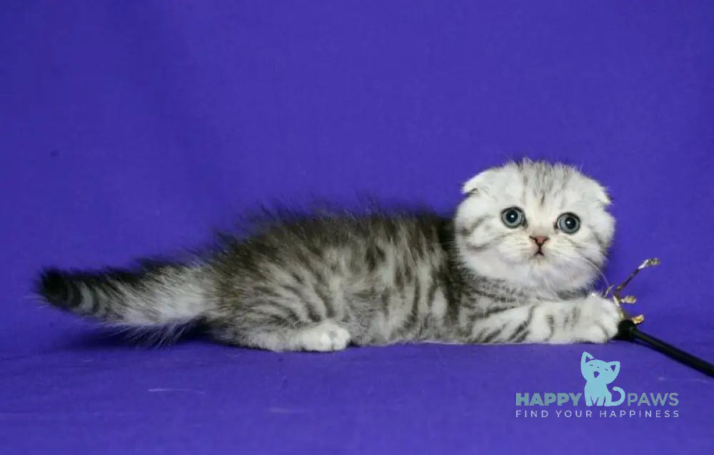 Den Scottish Fold male black silver spotted tabby live animals