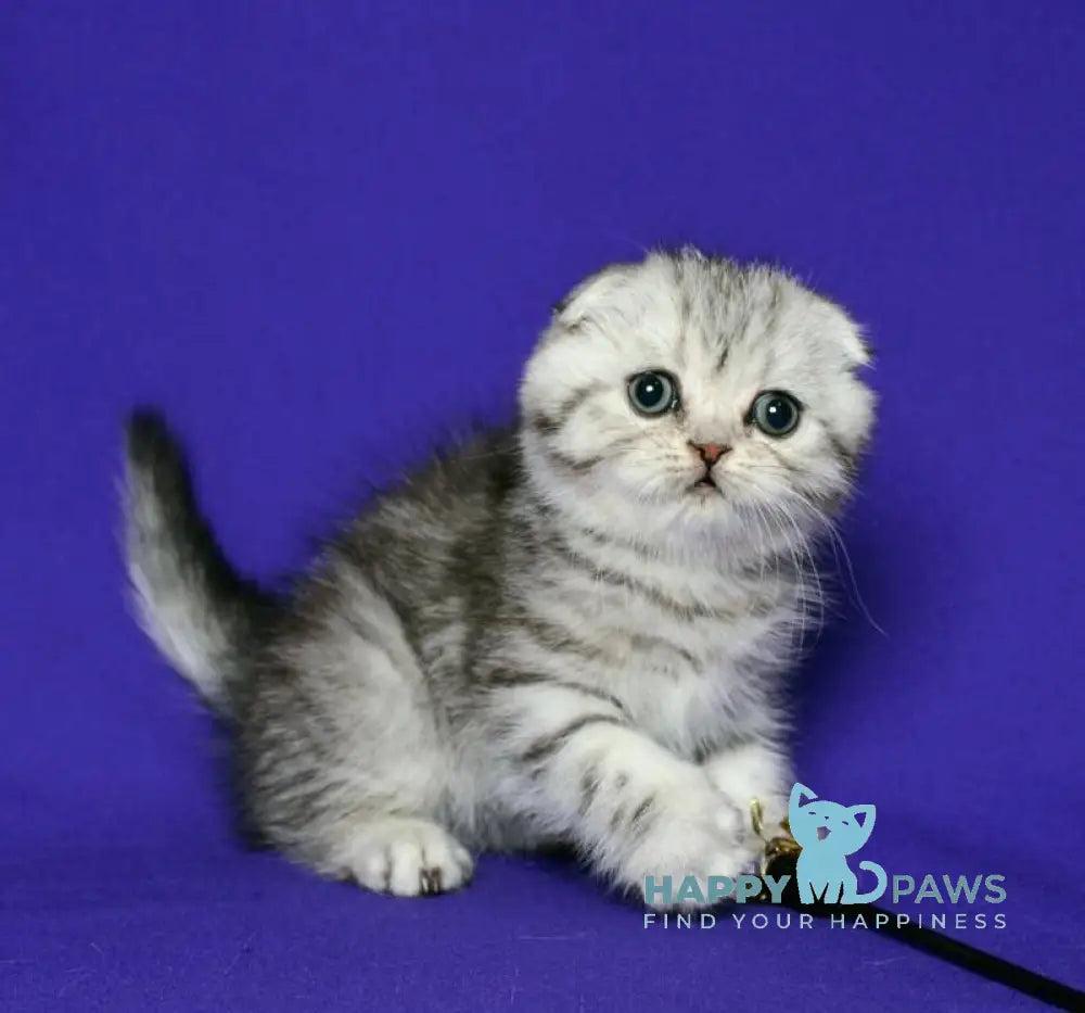 Den Scottish Fold male black silver spotted tabby live animals
