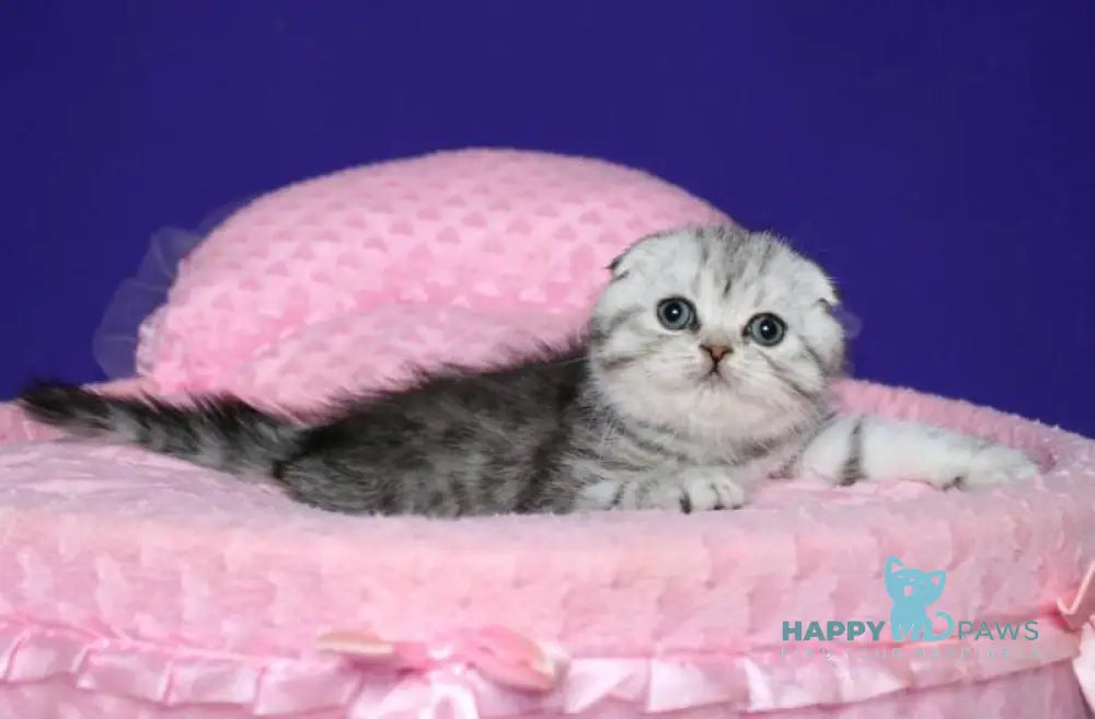 Den Scottish Fold male black silver spotted tabby live animals