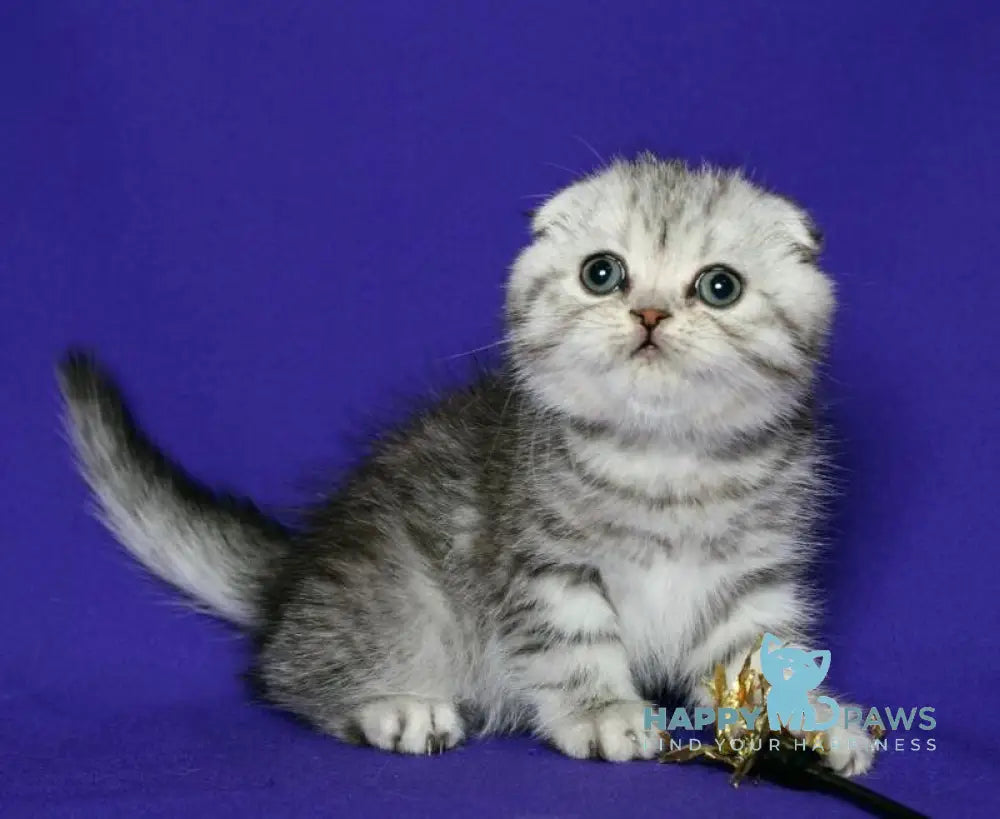 Den Scottish Fold male black silver spotted tabby live animals