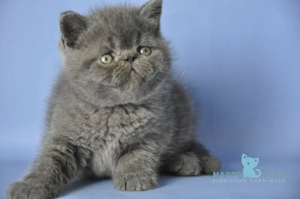 Dendi Exotic male blue live animals