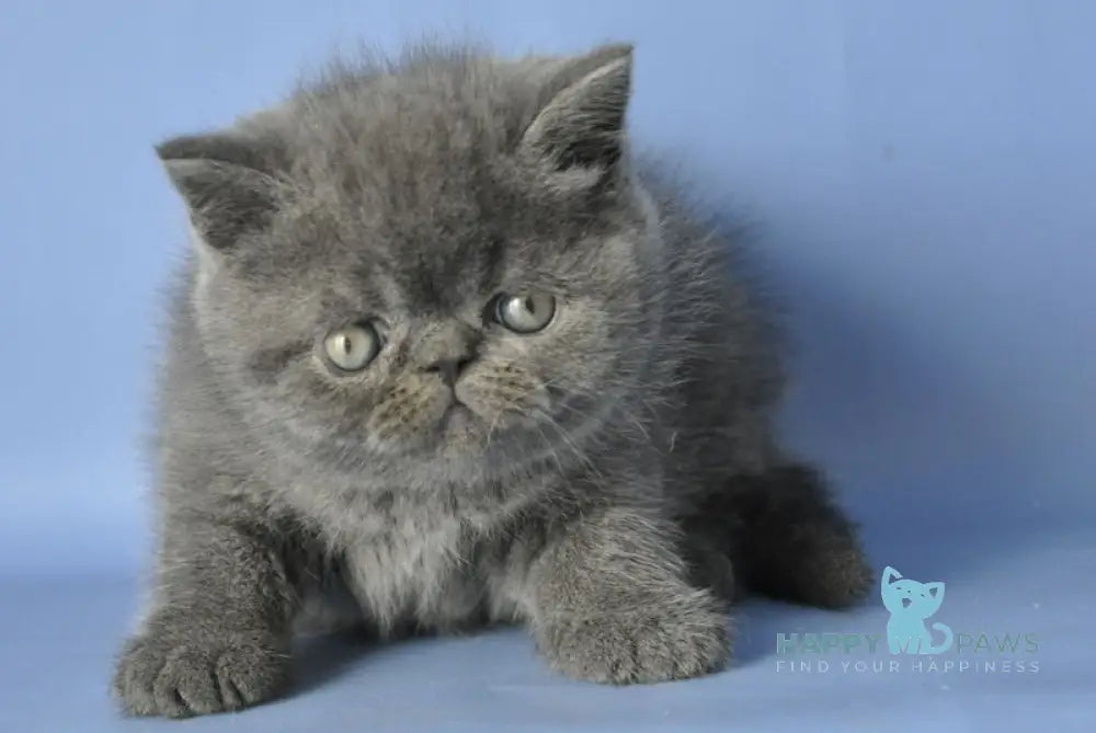 Dendi Exotic male blue live animals