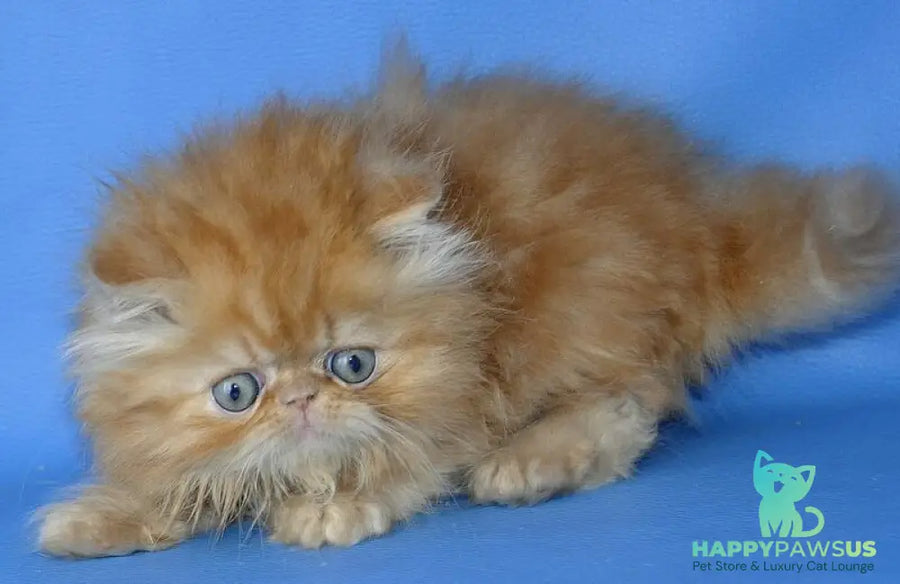 Dendi Persian male red tabby - live animals