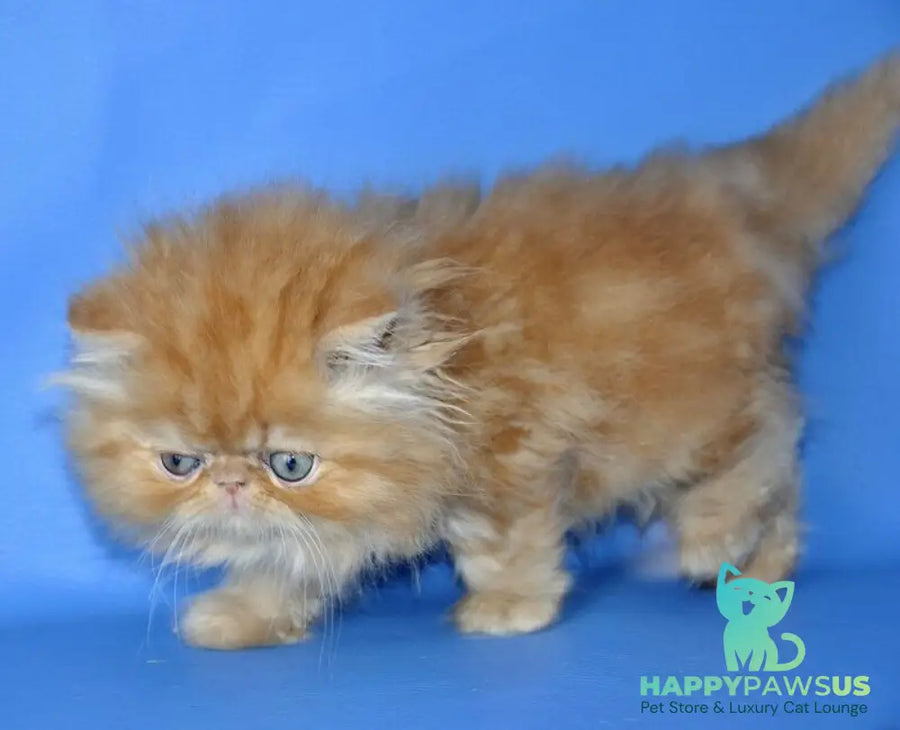 Dendi Persian male red tabby - live animals