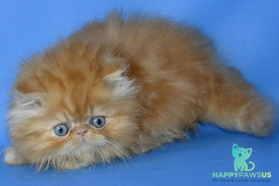Dendi Persian male red tabby - live animals