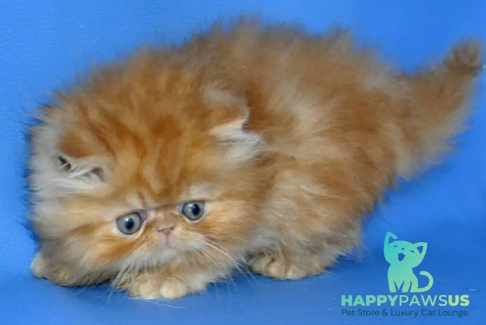 Dendi Persian male red tabby - live animals