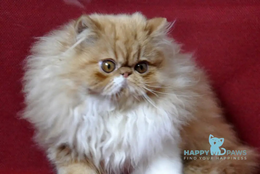 Dendi Persian male red tabby with white live animals