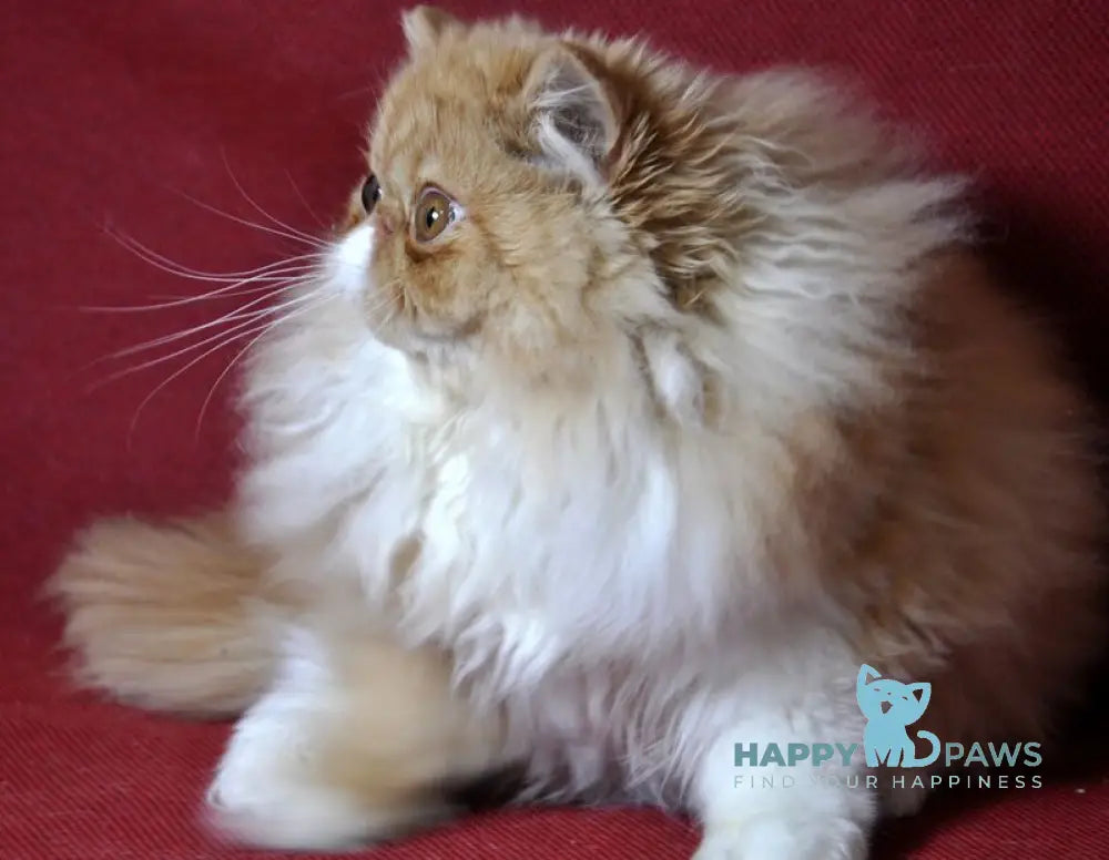 Dendi Persian male red tabby with white live animals